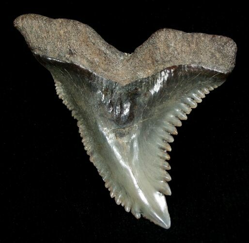 Hemipristis Shark Tooth Fossil #4323